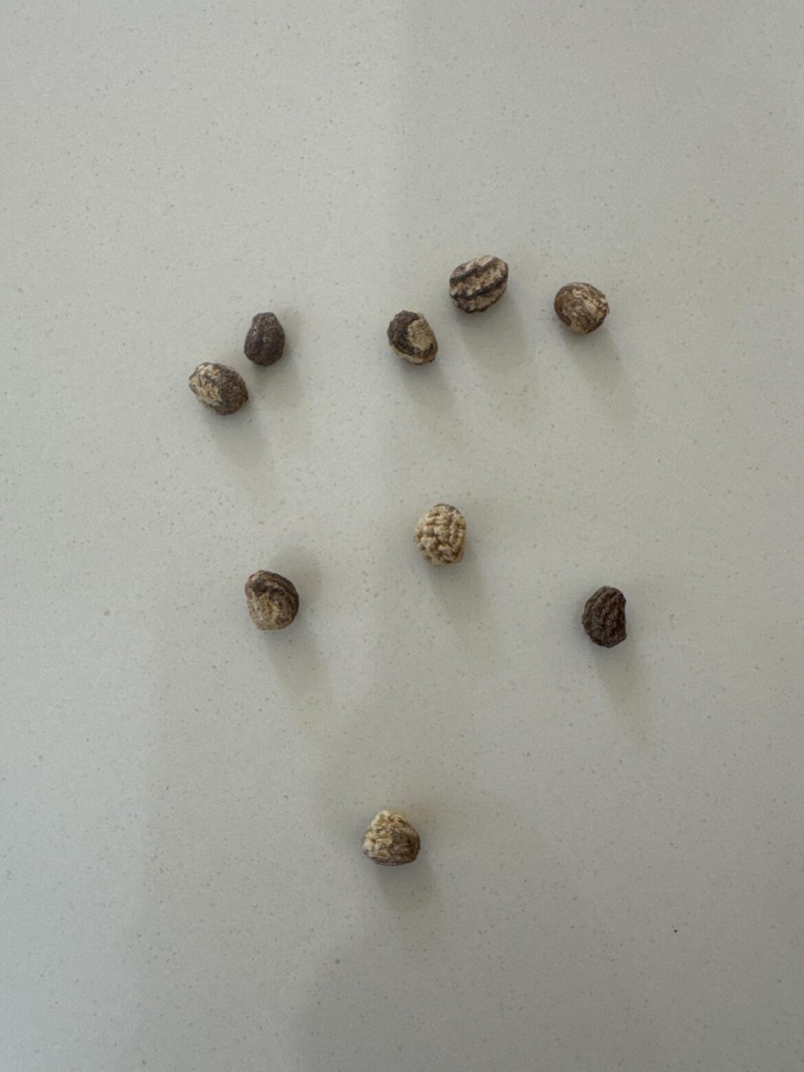 Found in an old packet of sunflower seeds