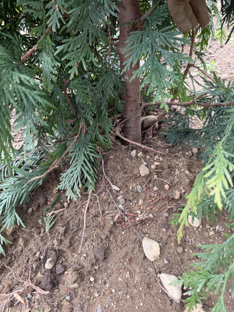 Had 125 green giants planted… questions on installations Had 125 green giants planted… questions on installations