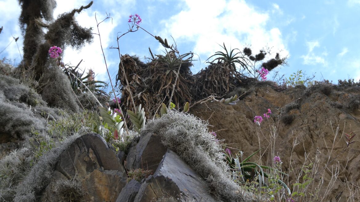 Wild orchids in the Andes