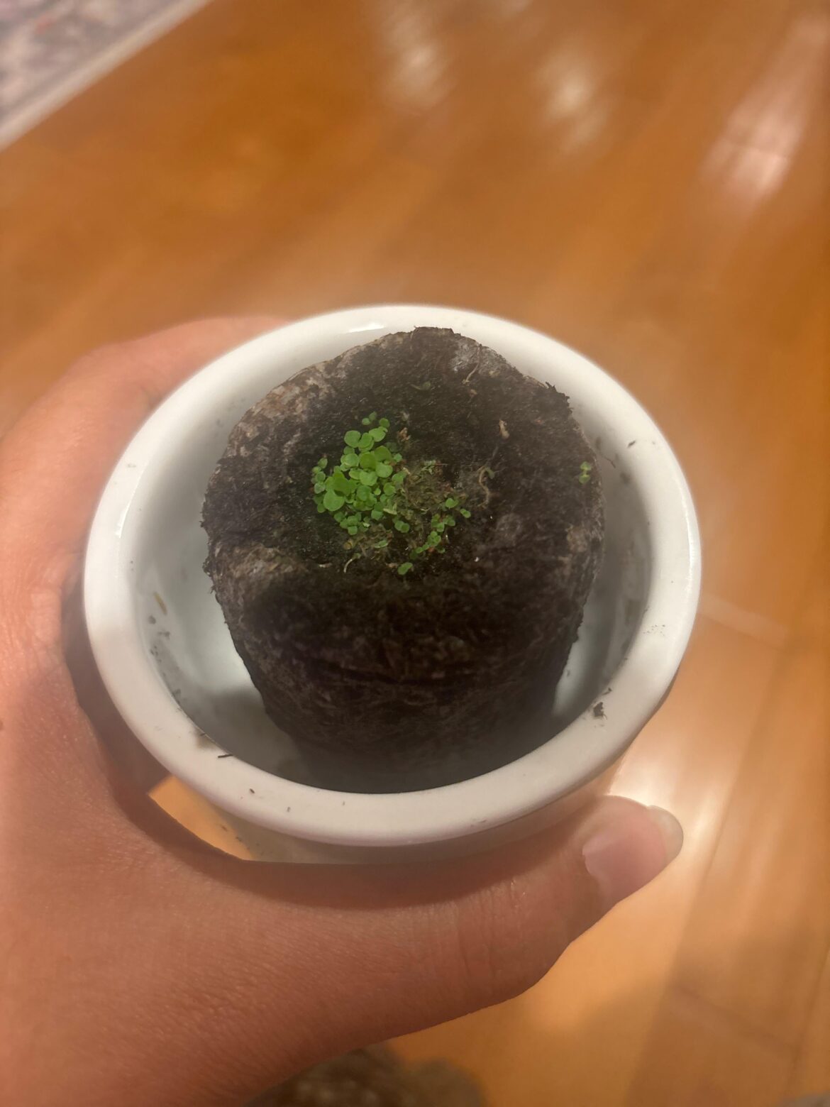 Seed germination help
