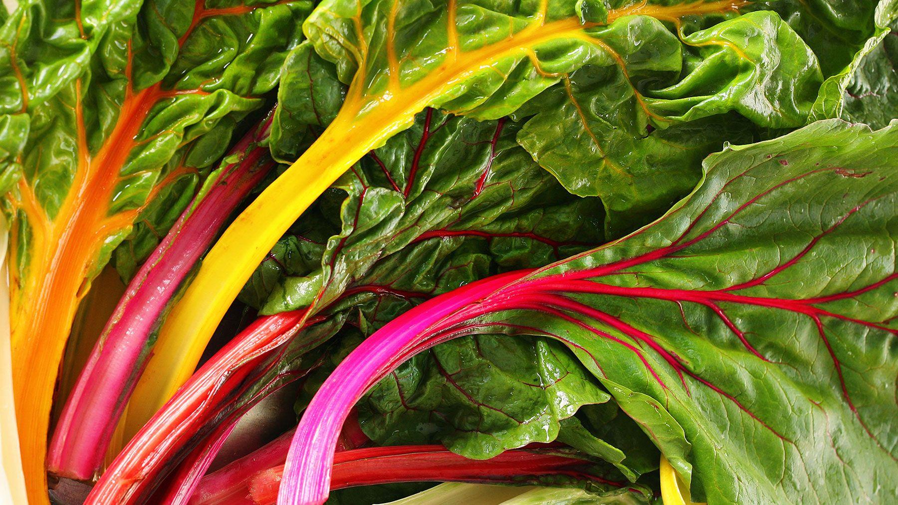 Swiss rainbow chard displaying the brightly colored stalks