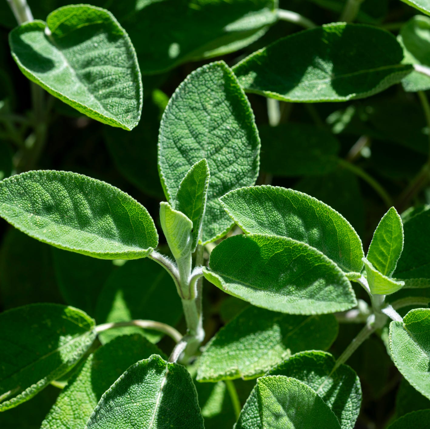sage plant