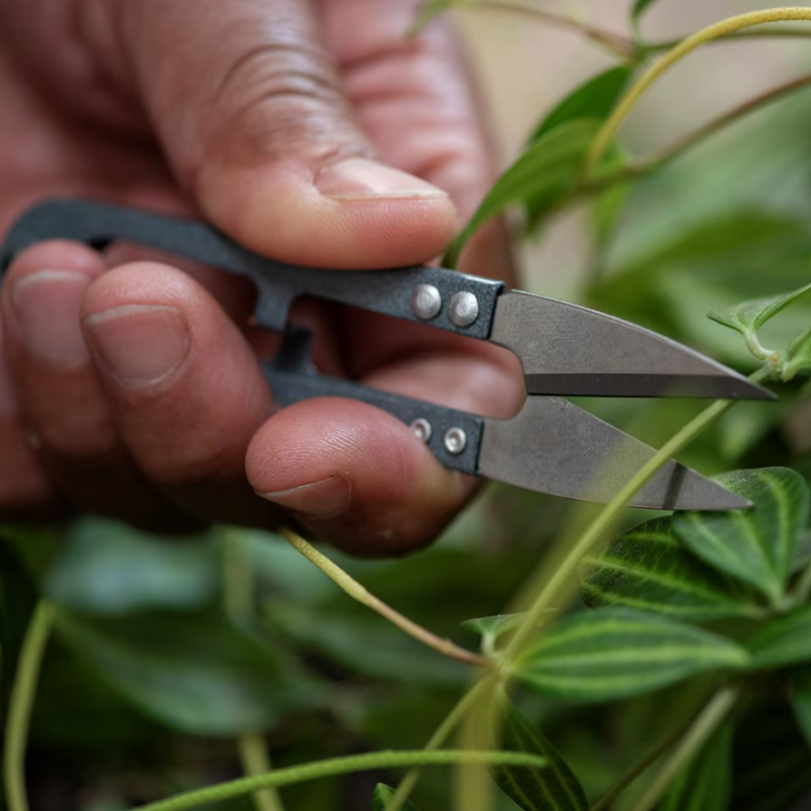 a person holding some garden snips around the thin stem of a plant