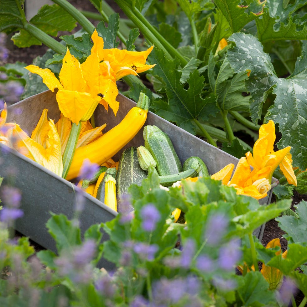 Growing courgettes growing courgettes