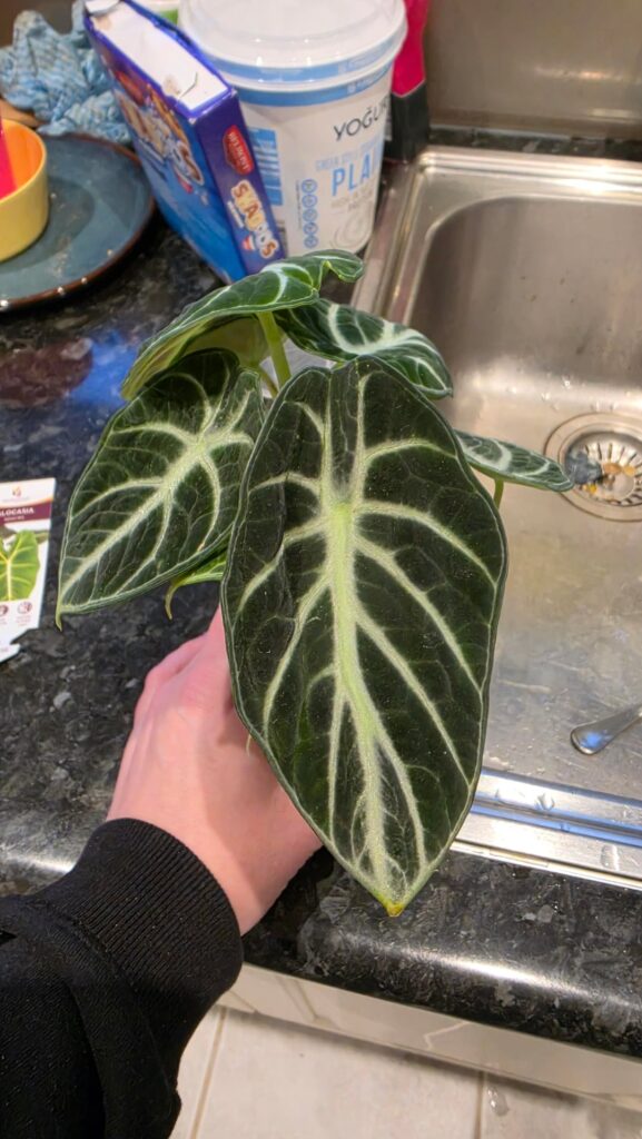 Ninja or Black Velvet? Plants ID Help Please Ninja or Black Velvet? Plants ID Help Please