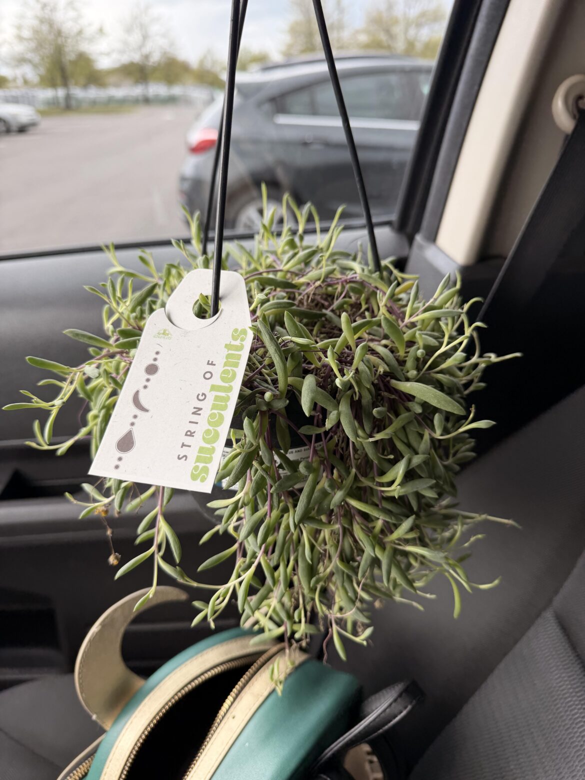 String of Bananas