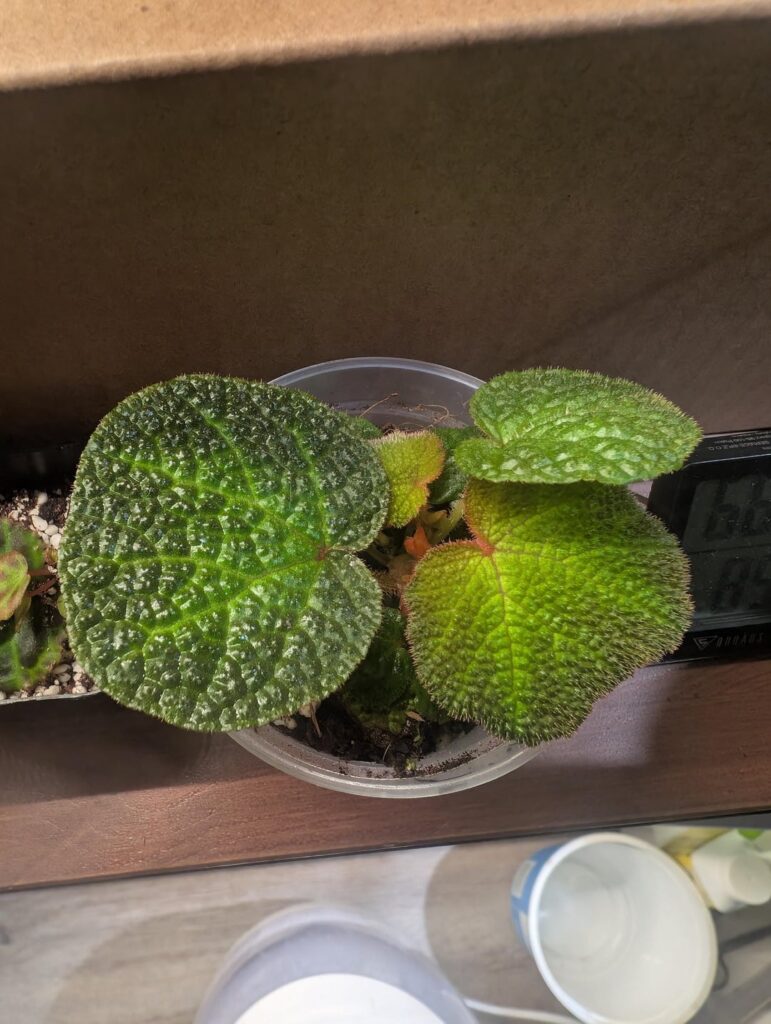 Just got some begonias without doing much research