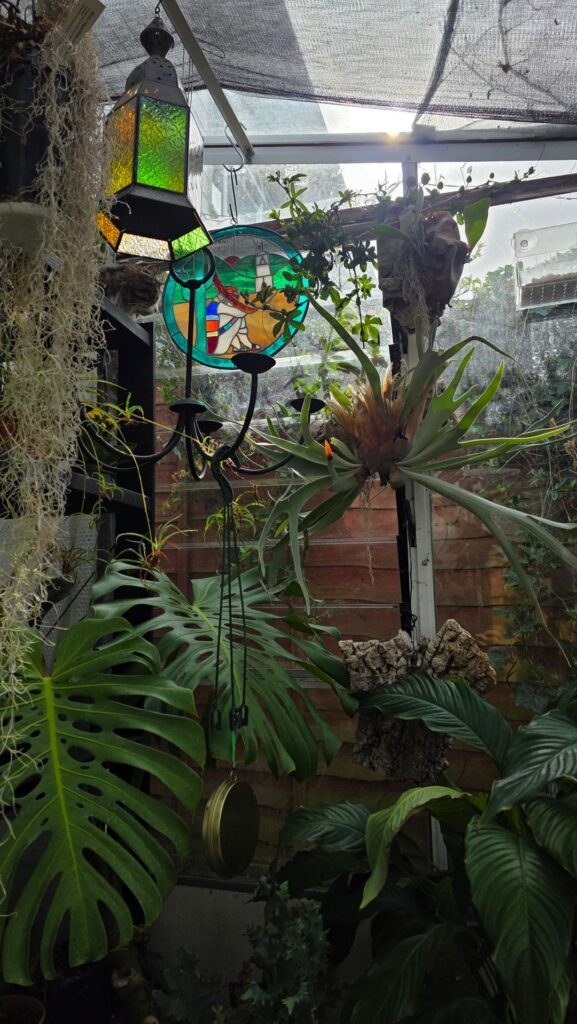 Any tips for keeping plants in a conservatory? Any tips for keeping plants in a conservatory?
