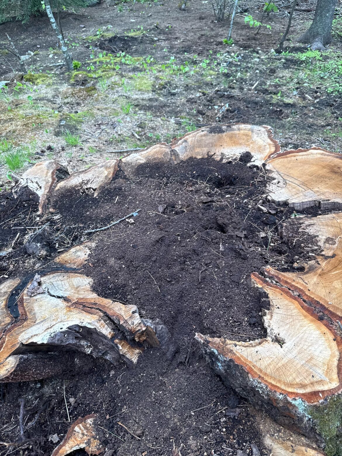 Rotted oak okay for compost as browns?