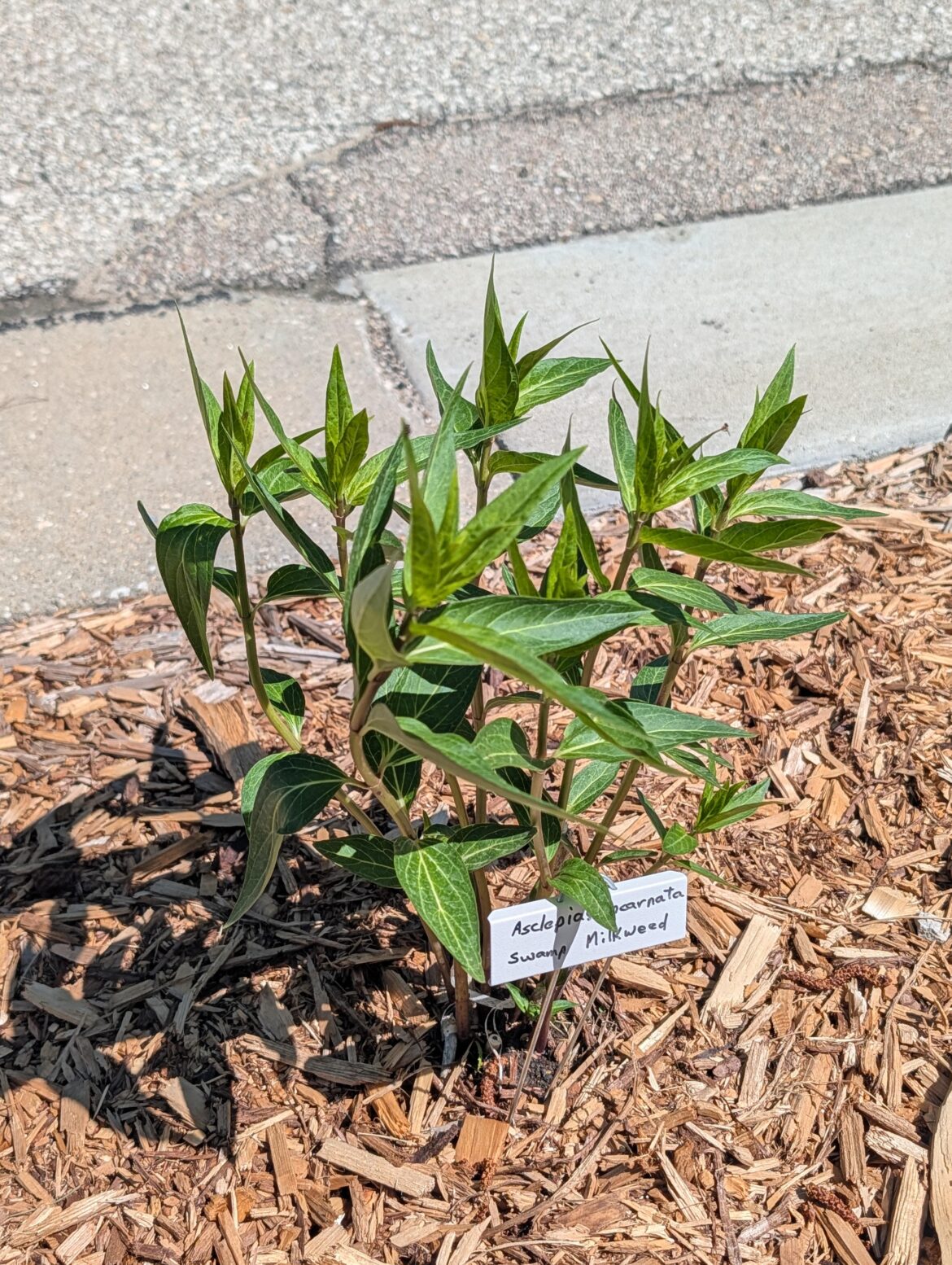 Another try at swamp milkweed
