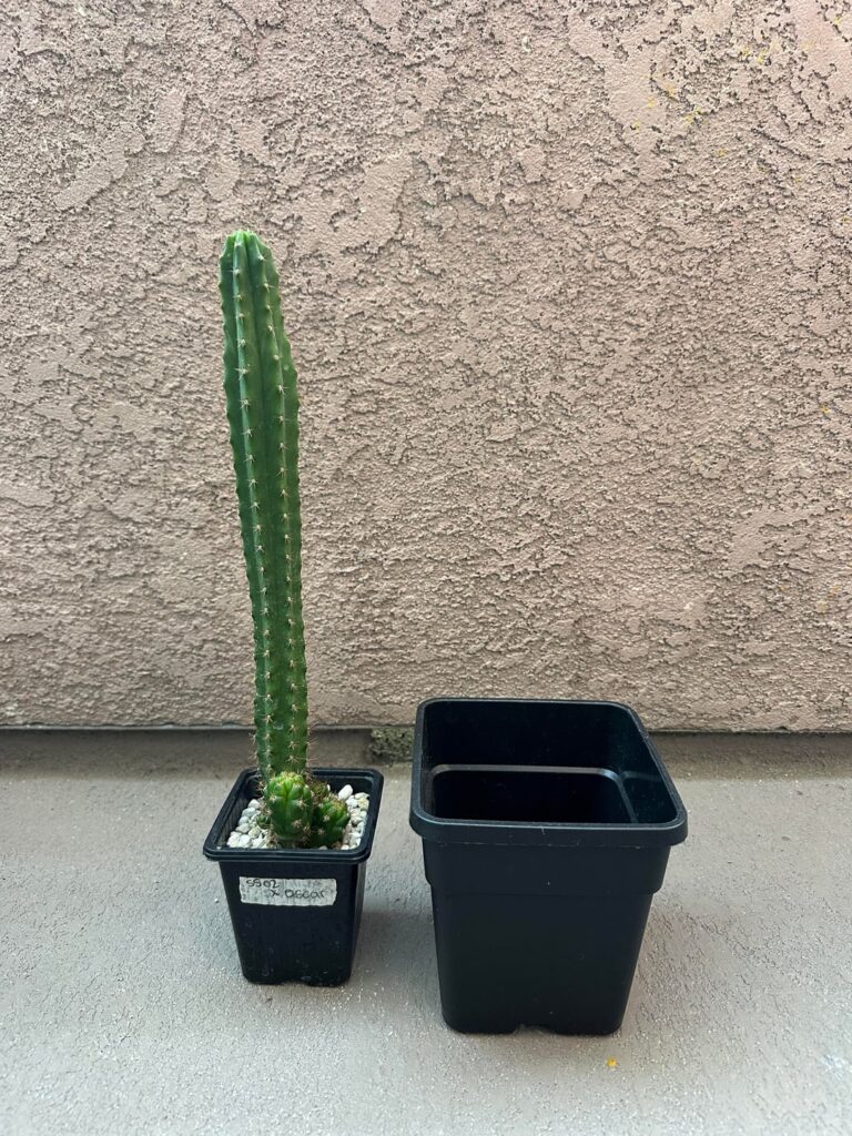 When to switch to a bigger pot?