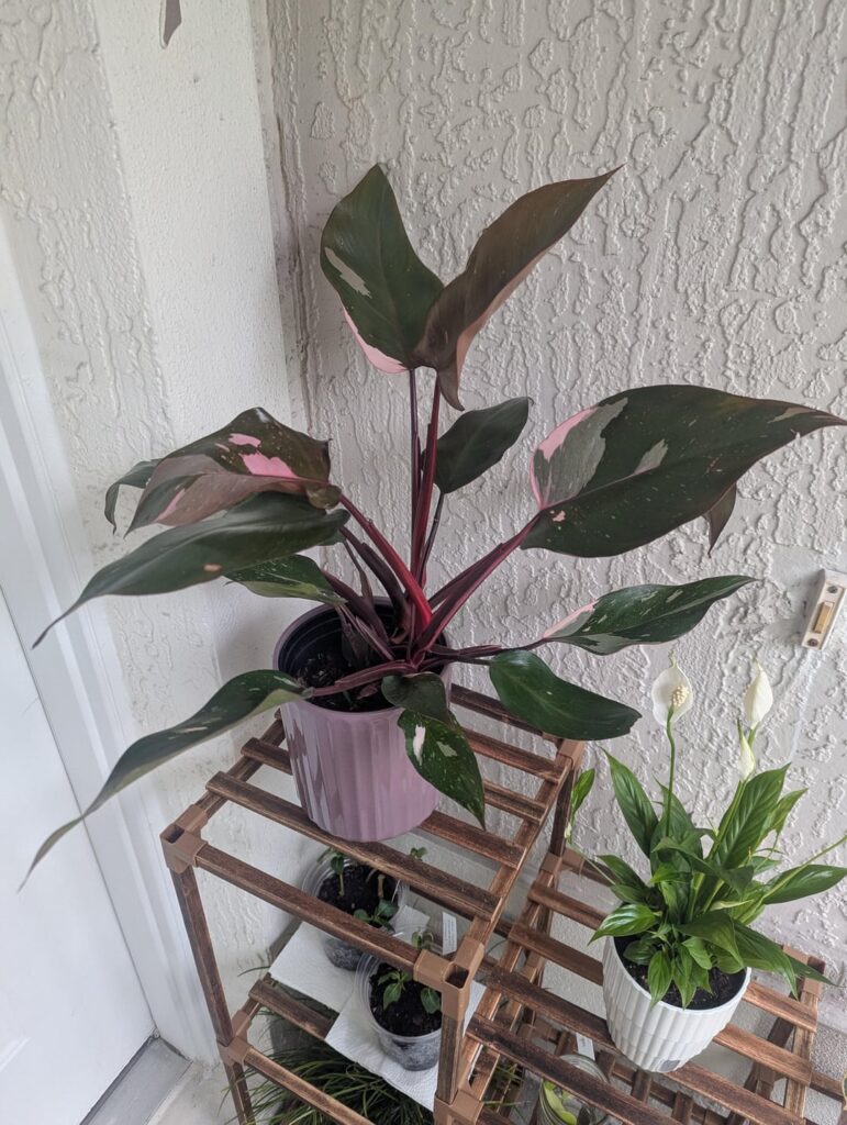 Just got my first Pink Princess. Please help me care for her :)