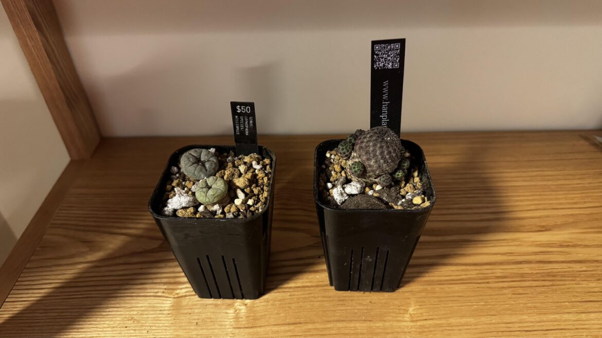Bought two cacti. Any tips on care?