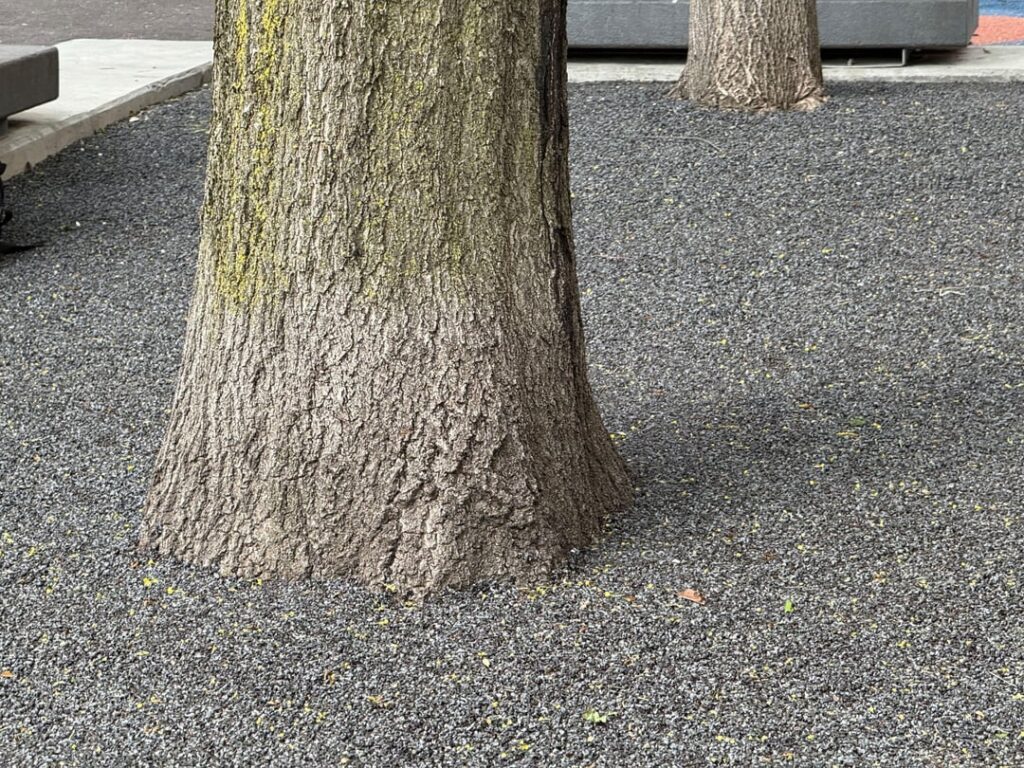 What on earth is this stuff that they poured(?) around the trees in my local park?