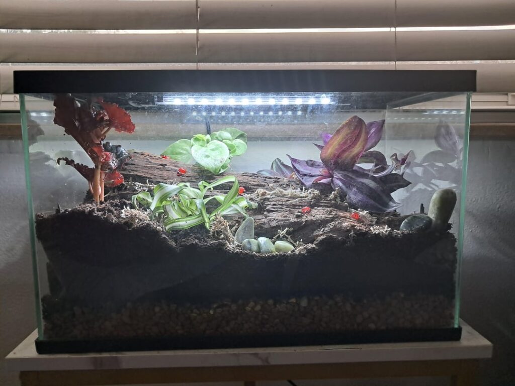 Phase 2 of The Shady Jade Forest