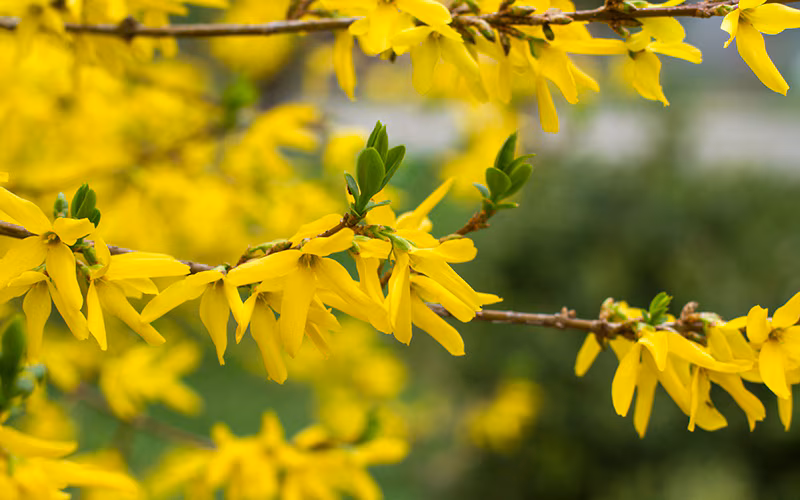 Forsythia in spring
