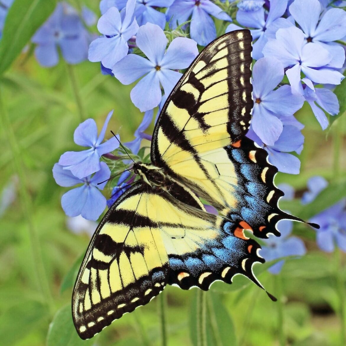 The Best Butterfly Plants for Shade Gardens The Best Butterfly Plants for Shade Gardens