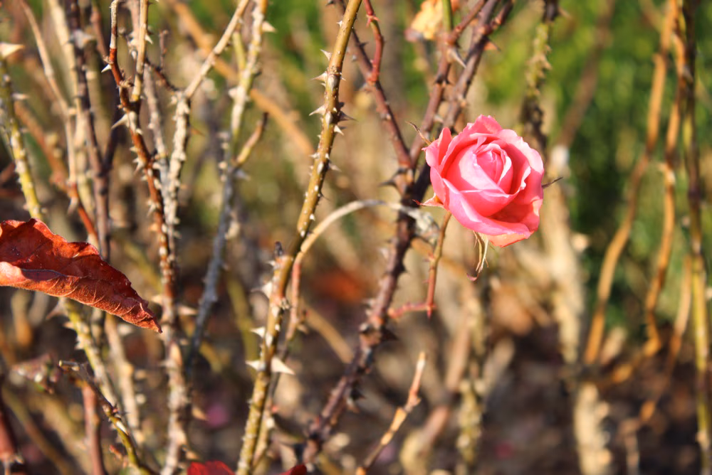 Bright pink rose flower standing out against thorny stems and soft garden blur