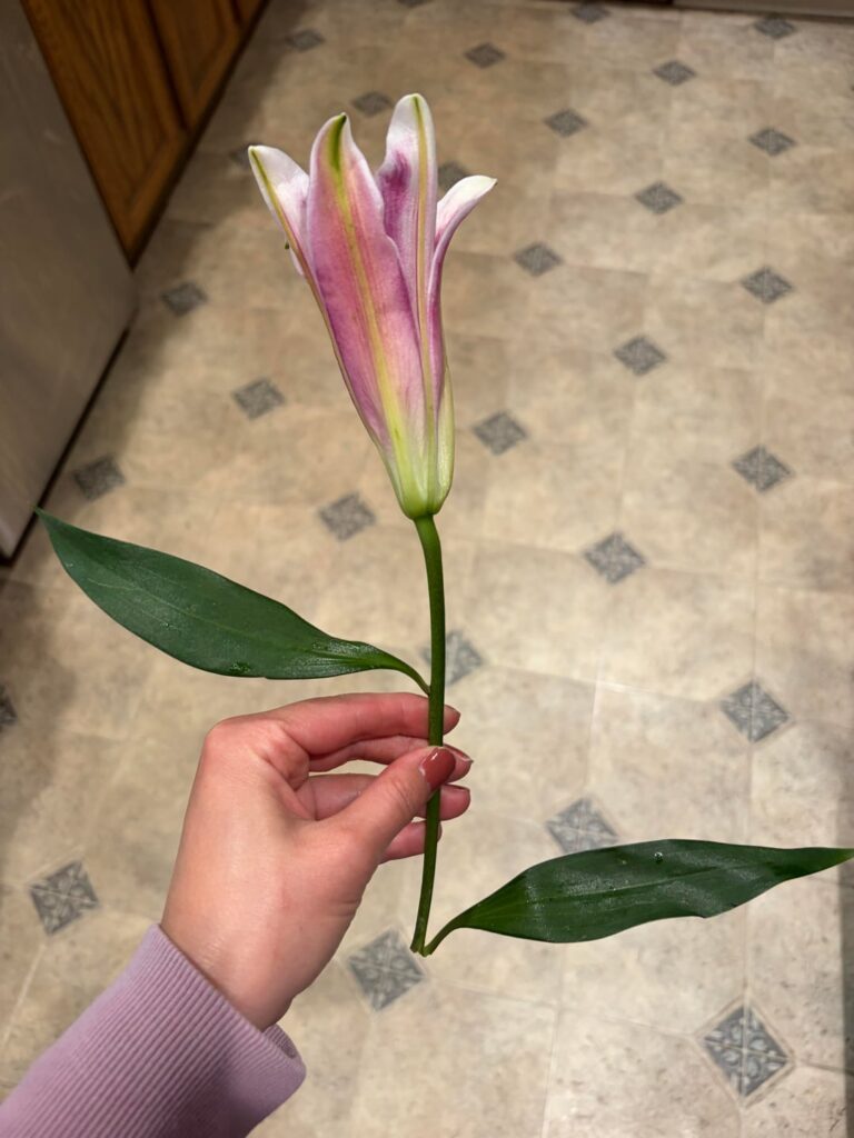 What type of flower is this?