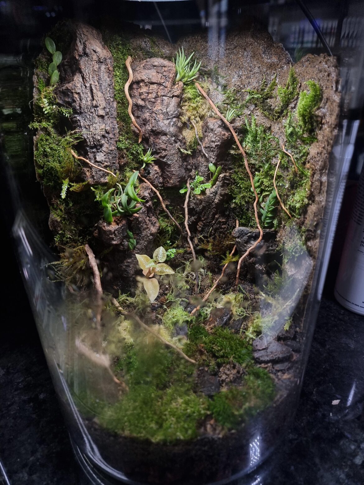 My 2nd terrarium!