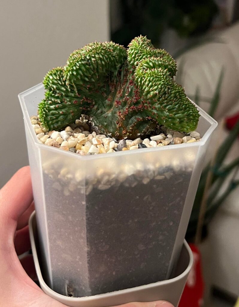 Euphorbia Globosa Crested