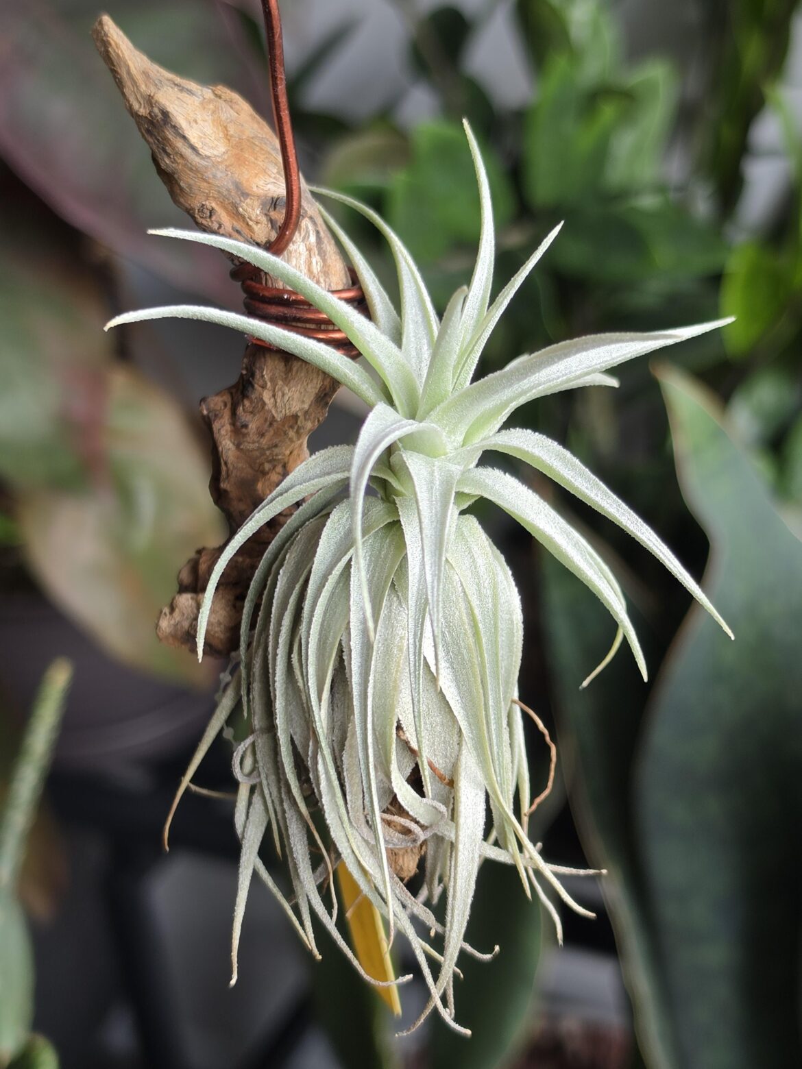 My Collection (Part 52): T. gardneri var. rupicola