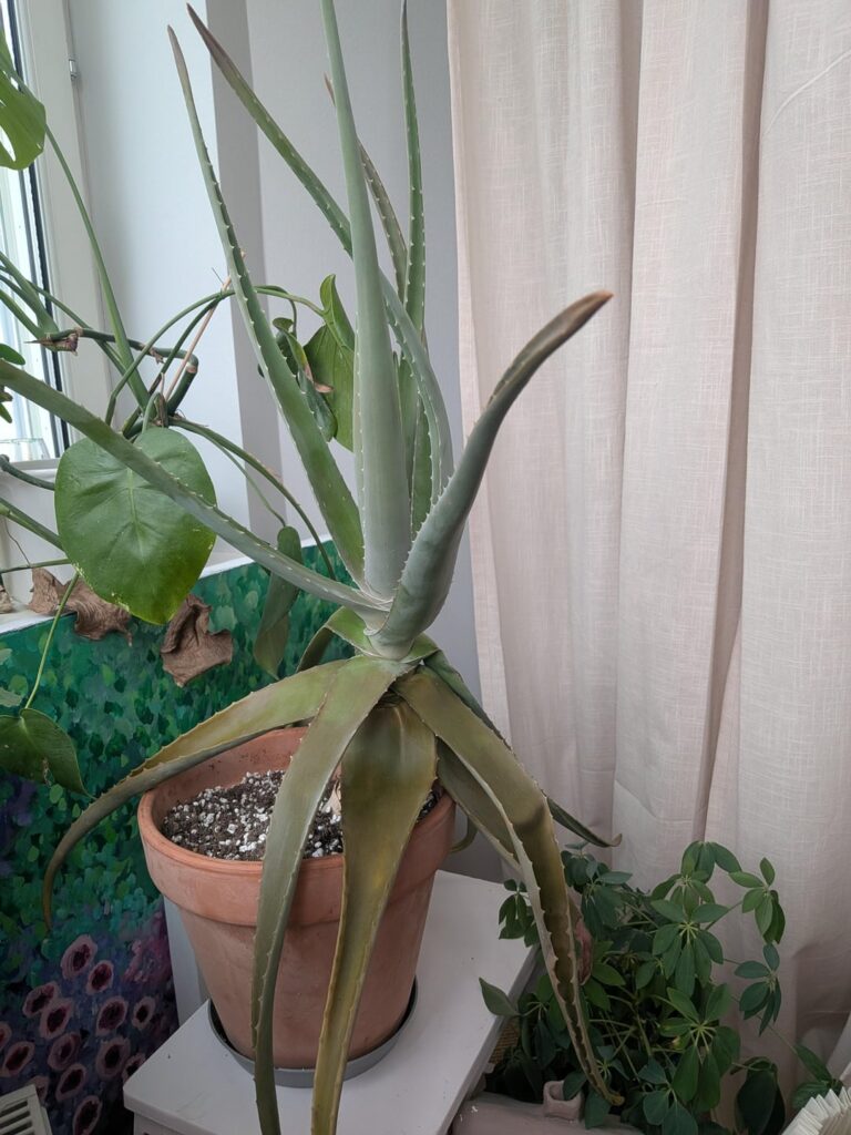 Whats wrong with my Aloe?