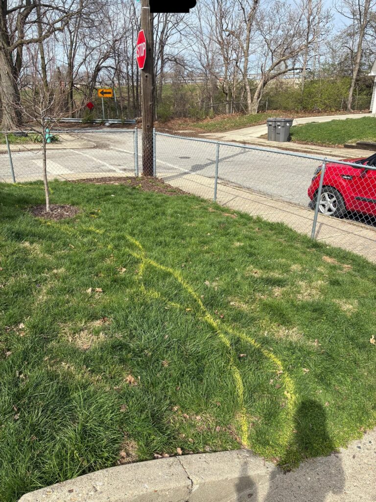 Update on our front yard meadow