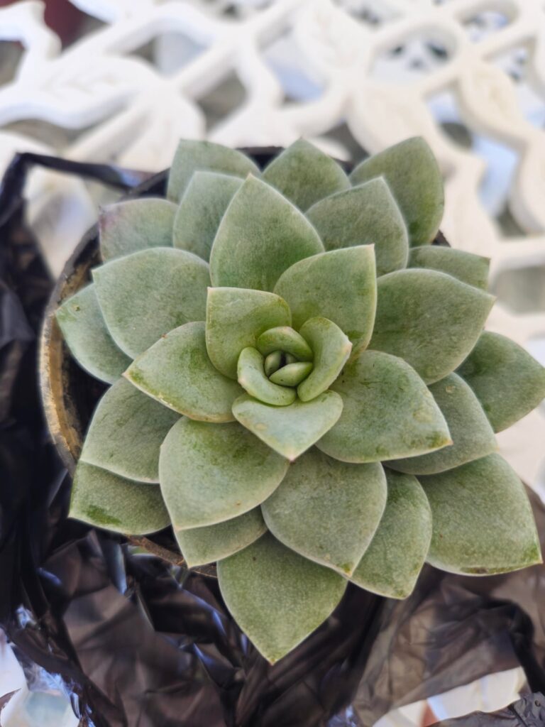 Hi! Can anyone ID these? Just bought it.