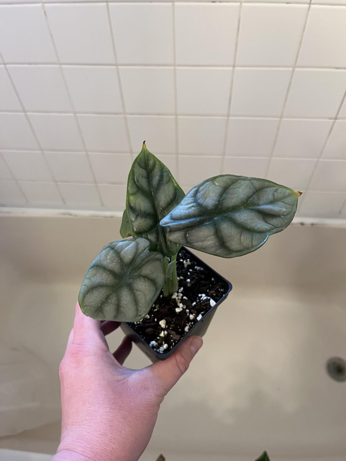 ID help please!