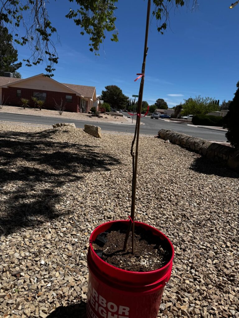 Online catalpa tree came pruned - Arbor
Day foundation