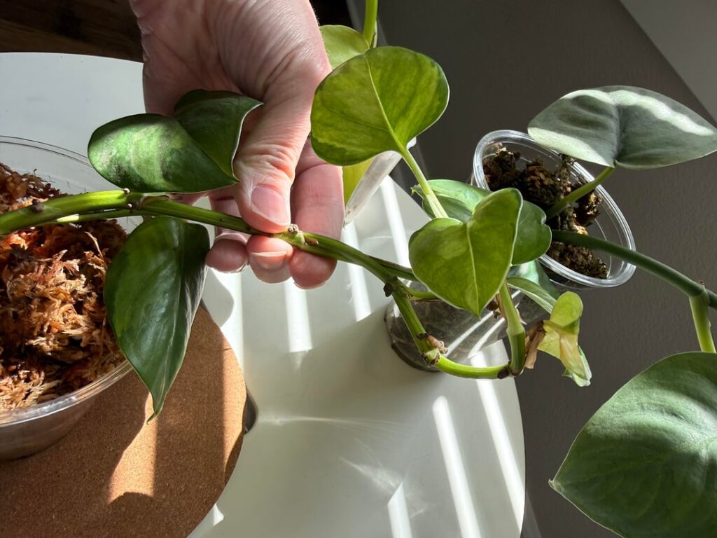 Propagate or leave alone?
