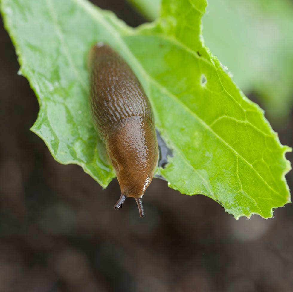 Brown slug on green leaf, Halifax, Nova¬ÝScotia, Canada brown slug on green leaf
