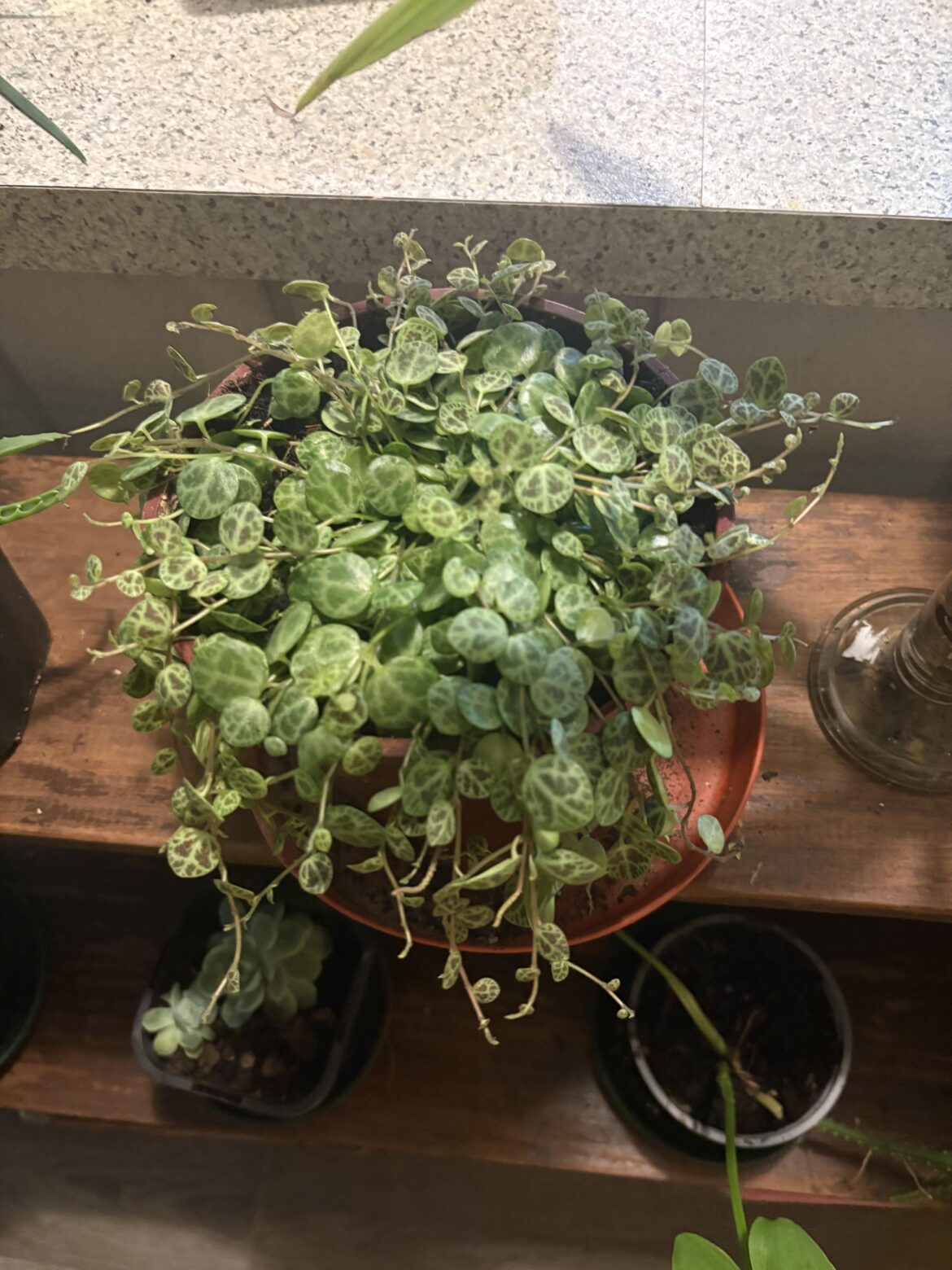 My partner brought me a string of turtles 🥰🥰