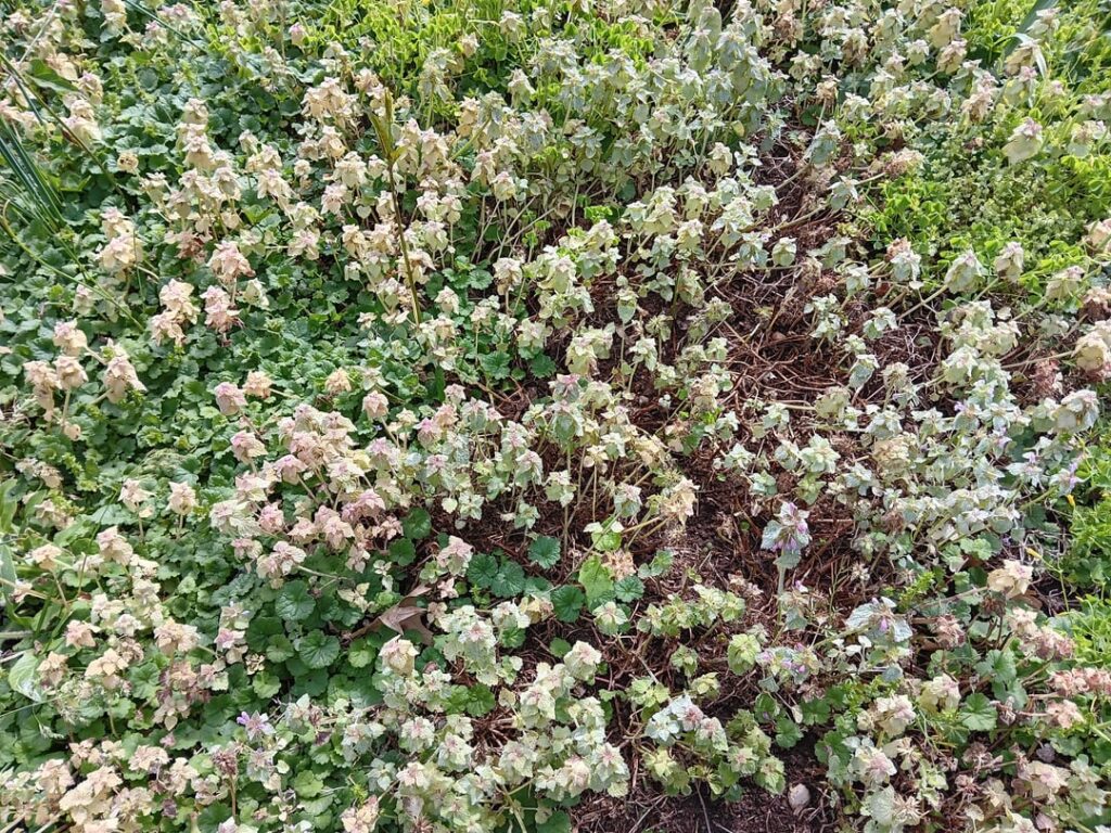 what is this backyard plant? (Kentucky, USA)