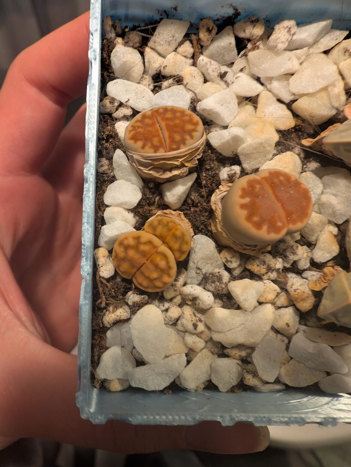 Got some lithops for my bday in Januari.