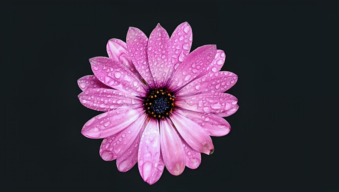 Margarita africana(Osteospermum)[OC].