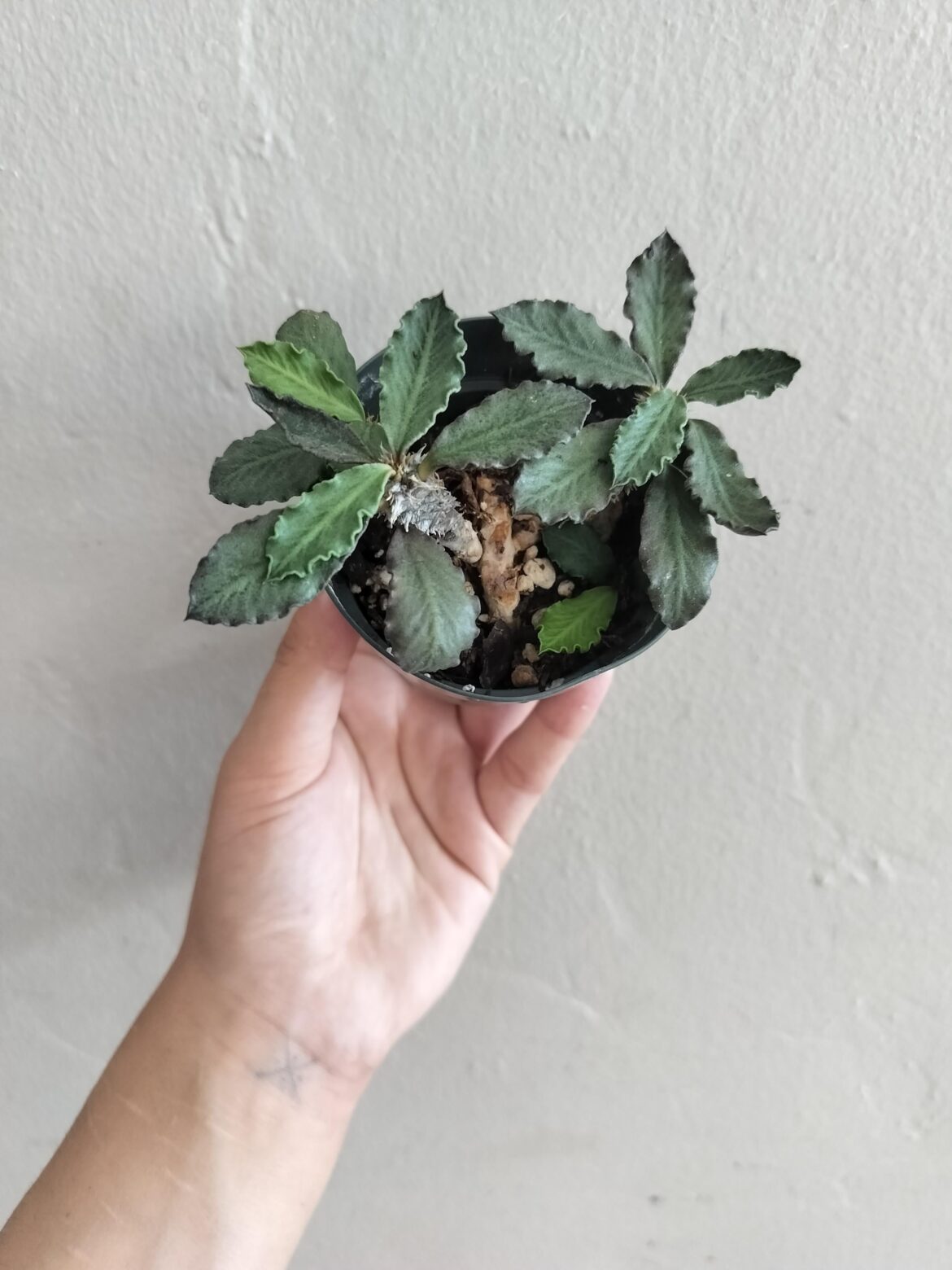Which type is this?