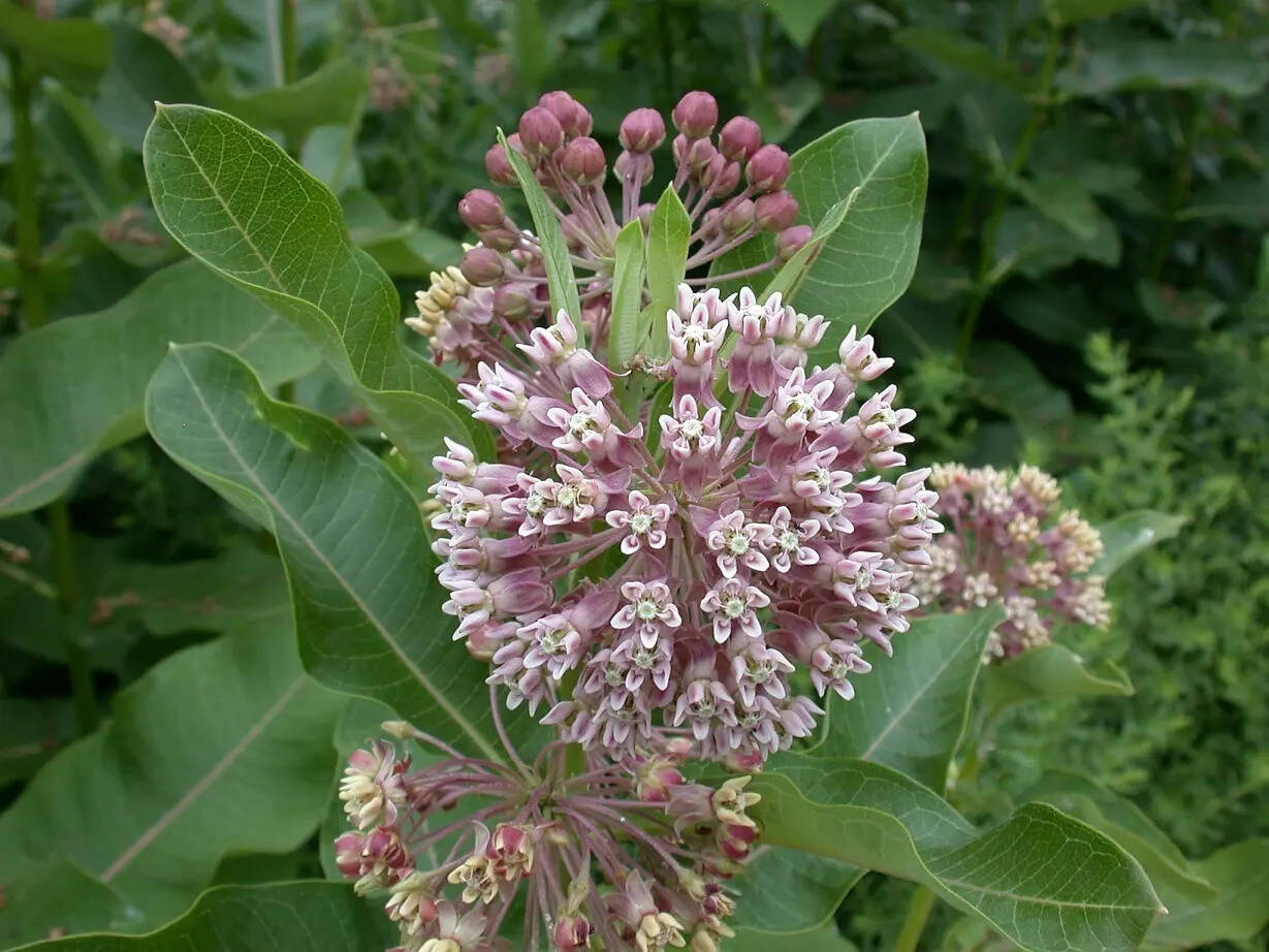 Repeating these groups creates rhythm and visual appeal. Structural plants like evergreens or ornamental grasses provide a backbone. This approach ensures a refined look that benefits both people and pollinators. Image Credits: DC Gardens, CC BY 2.0, via Wikimedia Commons Smithsonian_Pollinator_Garden_in_June_(19466456531)