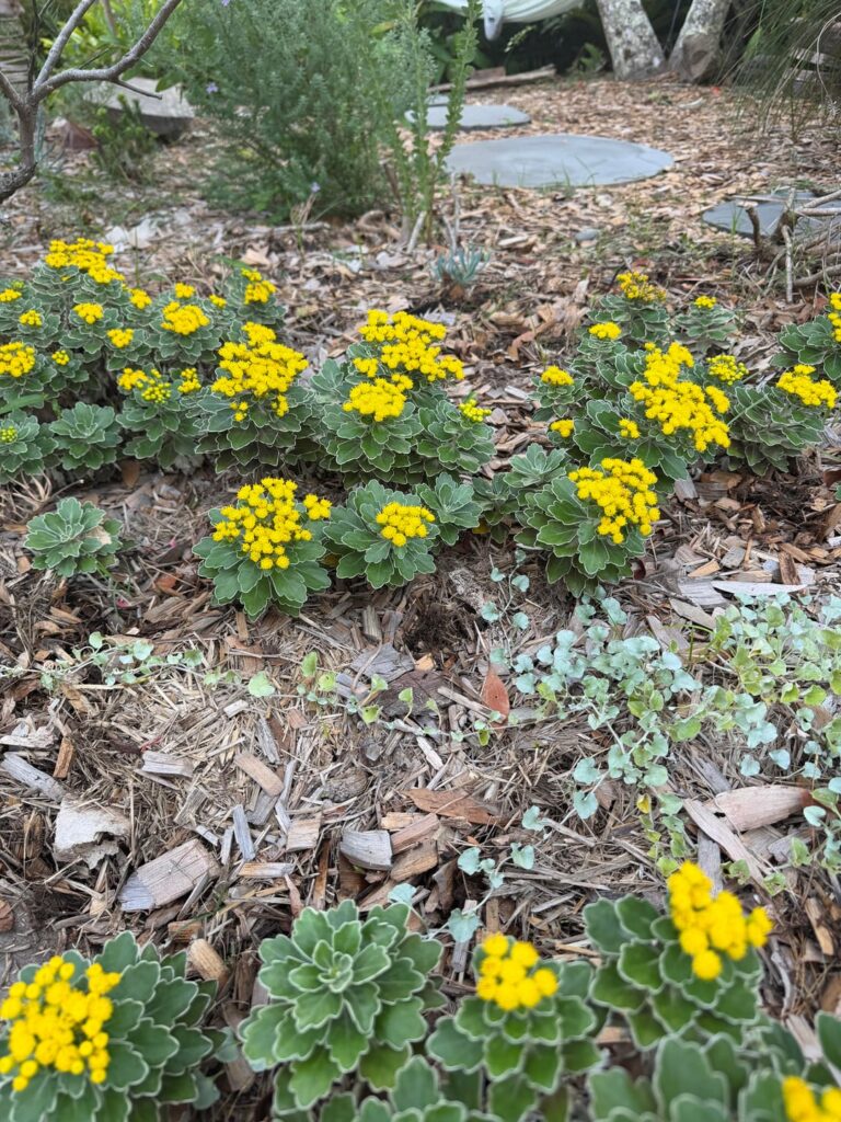 Friend? Native?