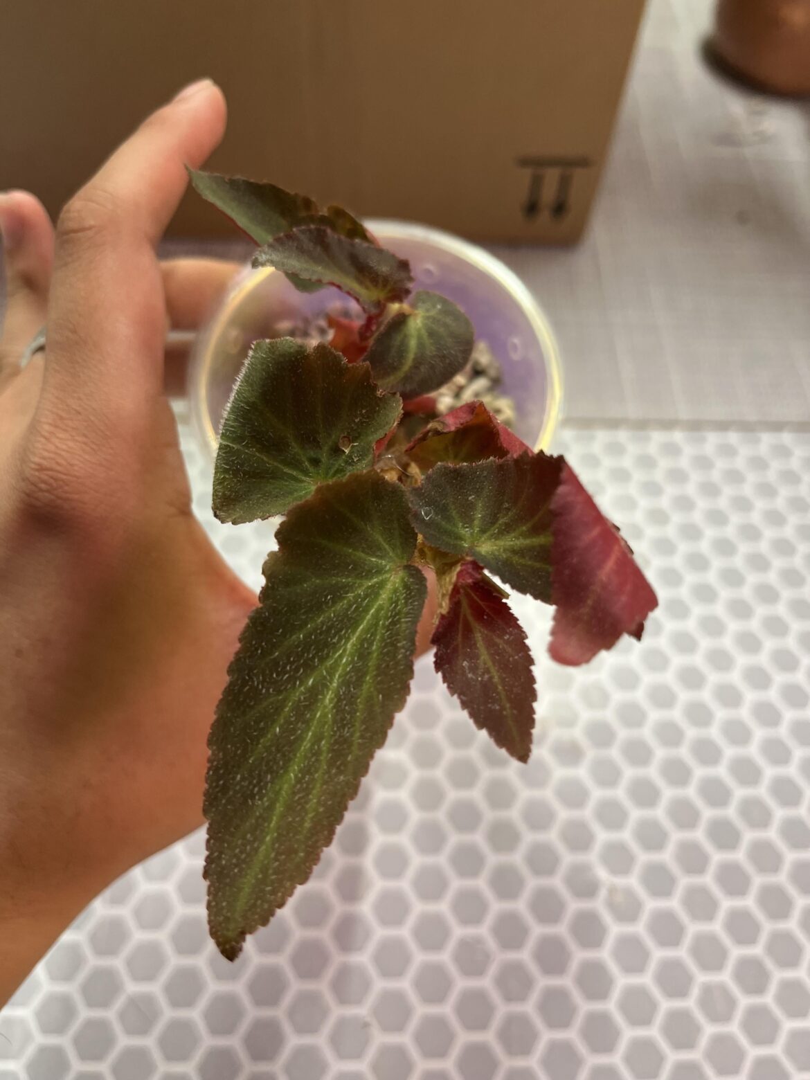 B. 'Brazilian Lady', is it the same as B. withlacoochee?