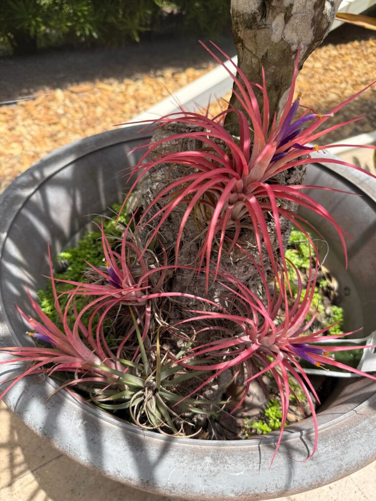 Sharing blooms
