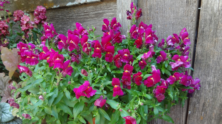 Magenta snapdragons in a planter next to a wood fence.