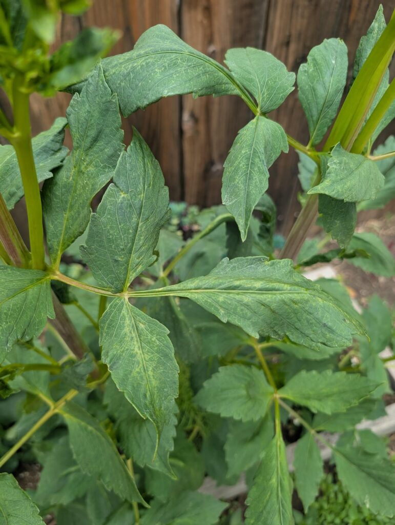 Would you toss? Second year plant