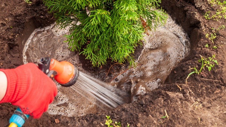 A person watering a new plant in a garden