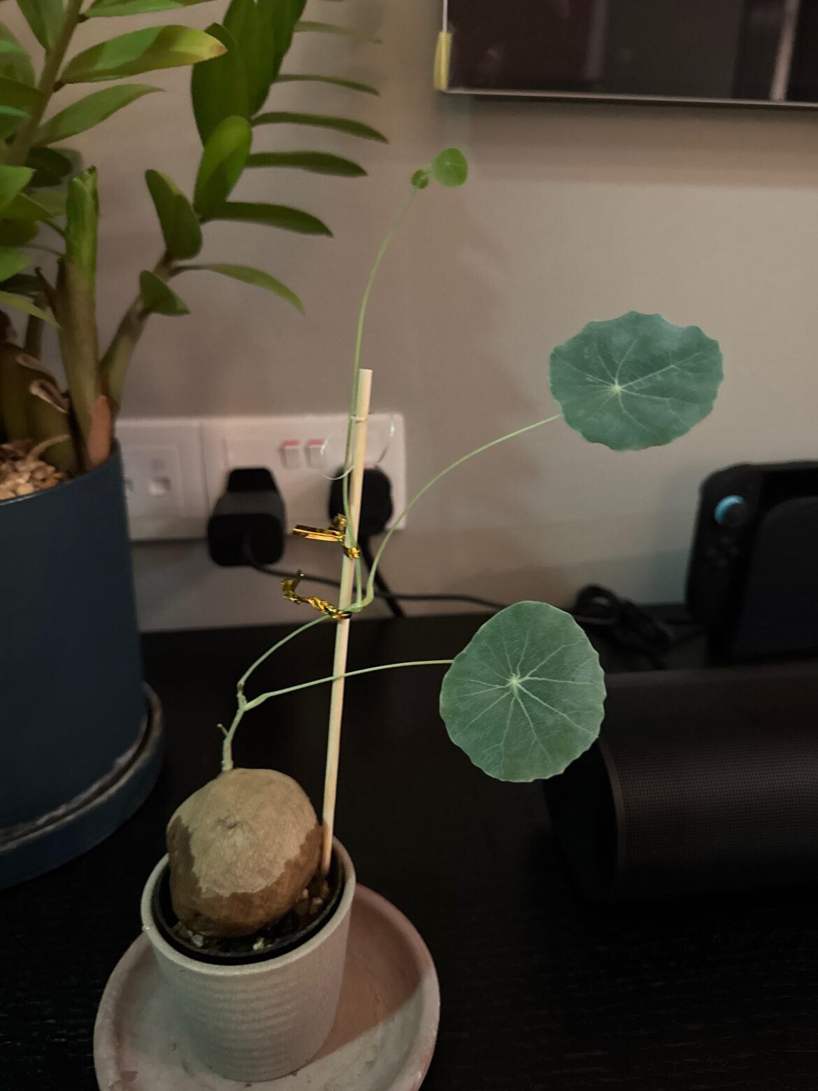 How to shape my Stephania Erecta How to shape my Stephania Erecta