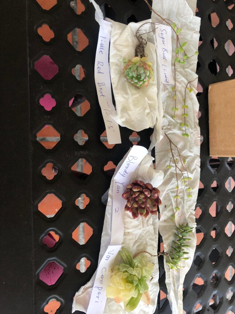 New succs!
