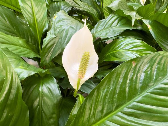 Spathiphyllum plant with white flower and green leaves in indoor setting