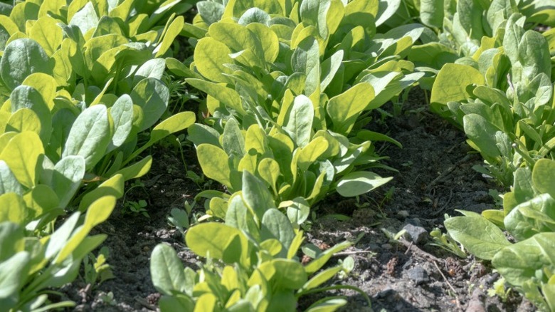 Neat rows of spinach growing in a garden.