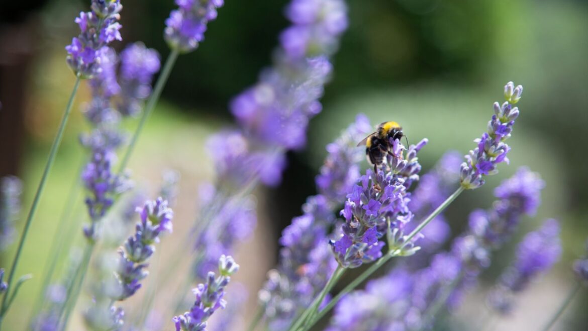 Plants to Propagate in May for Free Pollinator Plants A bee sits on lavender flowers in the sunshine
